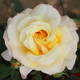 Harkness Roses - Rose Sunny Sky in 3L or 4L Pot
