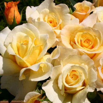 Harkness Roses - Rose Sunny Sky in 3L or 4L Pot