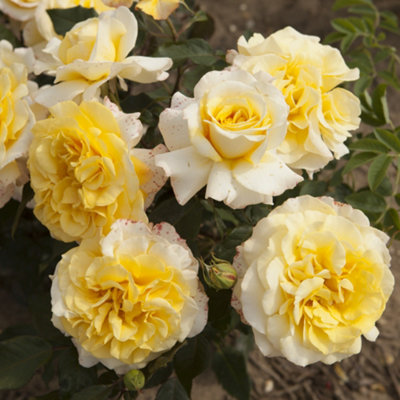 Harkness Roses - Rose Sunny Sky in 3L or 4L Pot - 3