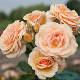 Harkness Roses - Rose Sweet Honey in 3L or 4L Pot