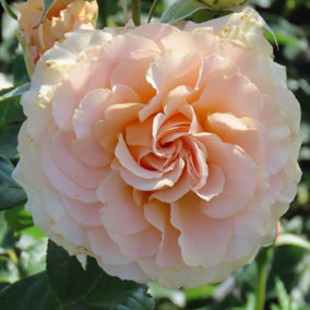 Harkness Roses - Rose York Minster 3L or 4L Pot
