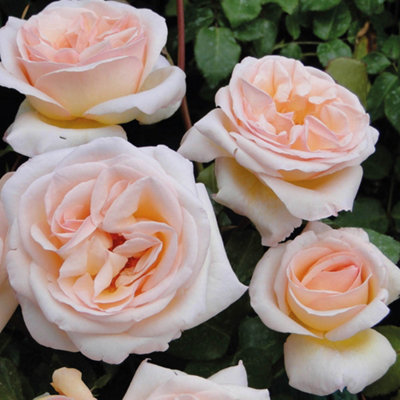 Harkness Roses - Rose York Minster 3L or 4L Pot