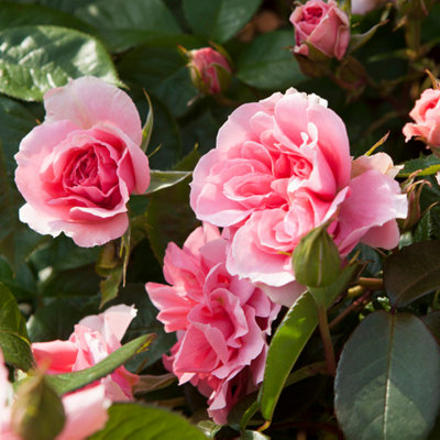 Buy Harkness Roses Rose You're Beautiful 3L or 4L Pot Ready to Plant at B&Q