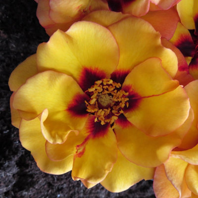 Harkness Roses 'RSPB RazzleBEEdazzle' Rose, 1 x Bare Root Rose, Ready ...