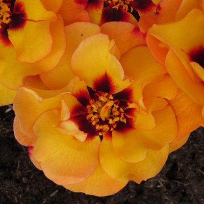 Harkness Roses 'RSPB RazzleBEEdazzle' Rose, 1 x Bare Root Rose, Ready ...