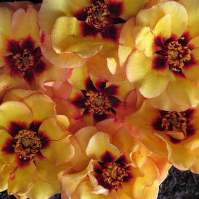 Harkness Roses 'RSPB RazzleBEEdazzle' Rose, 1 x Bare Root Rose, Ready ...