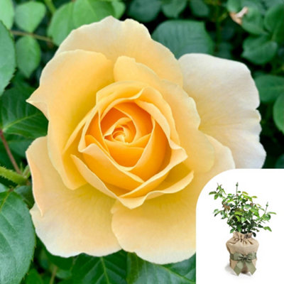 Harkness Roses Sarah's Rose, 1 x 4 Litre Pot, Gift Wrapped, Yellow ...
