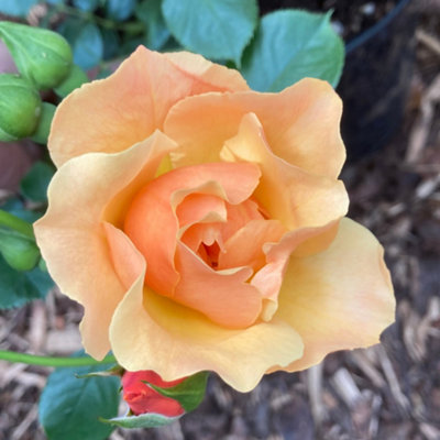 Harkness Roses Sharon's Rose, Gift Wrapped Established 4 Litre Shrub ...