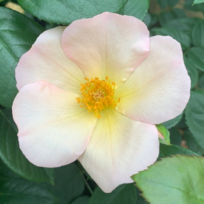 Harkness Roses 'Simple Life' Rose, Established Rose in 3 Litre Pot ...