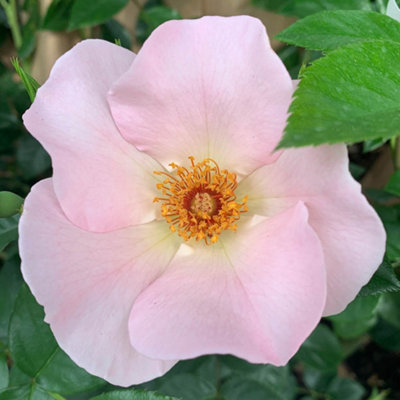Harkness Roses 'Simple Life' Rose, Established Rose in 3 Litre Pot ...