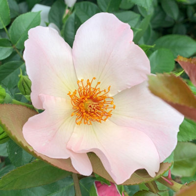 Harkness Roses 'Simple Life' Rose, Gift Wrapped Established Rose in 4 ...
