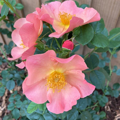 Harkness Roses Simple Peach Rose, Established Rose in 3 Litre Pot ...