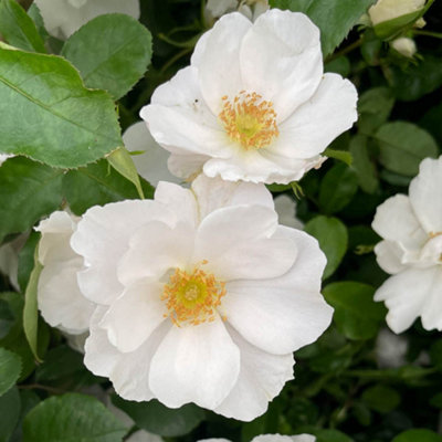 Harkness Roses 'Simple White Keros' Rose, 3L Potted, Ready to Plant