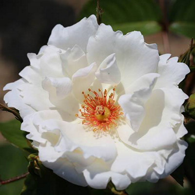 Harkness Roses 'Starlight Symphony' Rose, Climbing Rose with White ...