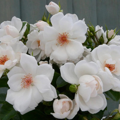 Harkness Roses 'Starlight Symphony' Rose, Climbing Rose with White ...