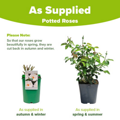 Harkness Roses 'Starlight Symphony' Rose, Climbing Rose with White ...
