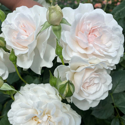 Harkness Roses The Dame Deborah James Rose, Gift Wrapped 4 Litre Pot ...