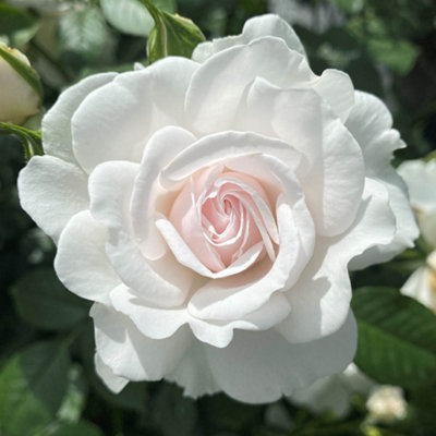 Harkness Roses The Dame Deborah James Rose, Gift Wrapped 4 Litre Pot ...