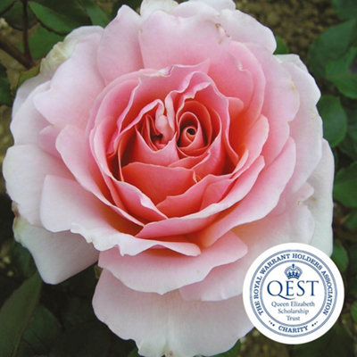 Harkness Roses 'The Queen Elizabeth II' Rose, Established Plant in 4 ...