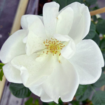 Harkness Roses White Star Climbing Rose ™, 3 Litre Potted, Established ...