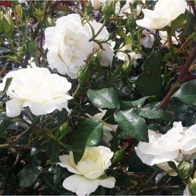 Harkness Roses White Star Climbing Rose ™, 3 Litre Potted, Established ...