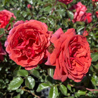 Harkness Roses Wonderful World Climbing Rose , 4 Litre Potted, Ready to ...