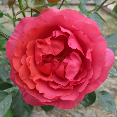 Harkness Roses Wonderful World Climbing Rose , 4 Litre Potted, Ready to ...