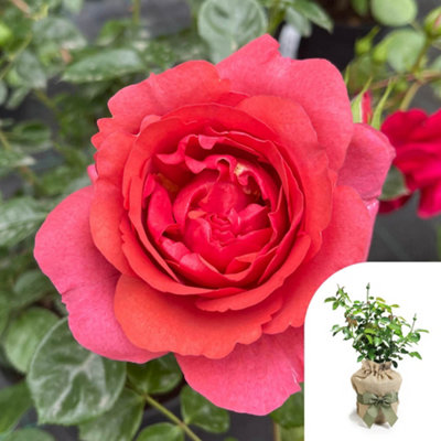 Harkness Roses Wonderful World Climbing Rose , Gift Wrapped 4 Litre ...