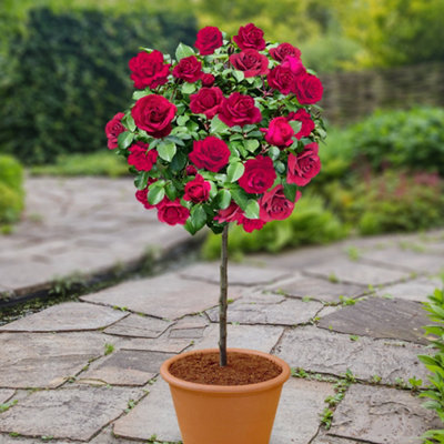Harkness Standard 'Raspberry Royale', 80-90cm Tall, Established Plant 5 ...