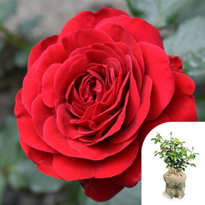 Harkness Steve's Rose 3-4 Litre Pot, Gift Wrapped