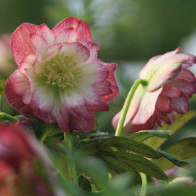 Harvington Double Blush Lenten Rose Hellebore Perennials Flowering Plants 2L Pot