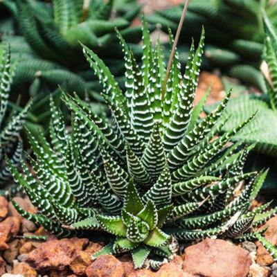 Haworthia 'Super Big Band' - Zebra Plant (2 Pot) | Little Prince To Go