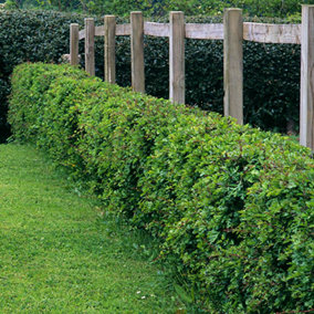 Hawthorn Hedge Crataegus monogyna Set of 10 Bare Root Hedges 60-90cm tall