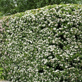 Hawthorn Hedge Crataegus monogyna Set of 50 Bare Root Hedges, 40-60cm tall
