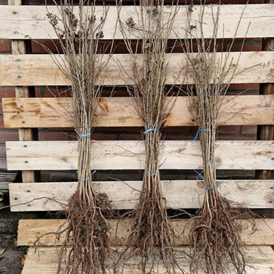 Hawthorn Hedge Crataegus monogyna Set of 50 Bare Root Hedges 60-90cm tall