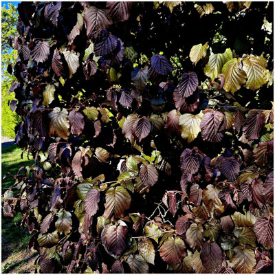 Hazel 'Red Zellernut' Tree, 2-3ft Tall in 2L Pot, Grow Big Tasty Hazelnuts