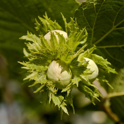 Hazel 'Webb's Prize Cob'Tree Cobnut 2-3ft Tall in 2L Pot, Grow Big Tasty Hazelnuts