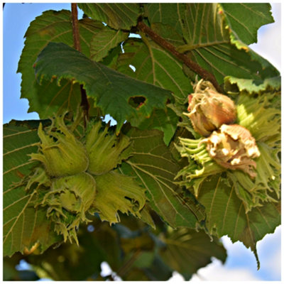Hazel 'Webb's Prize Cob' Tree Cobnut Multistemmed, Grow Big Tasty ...