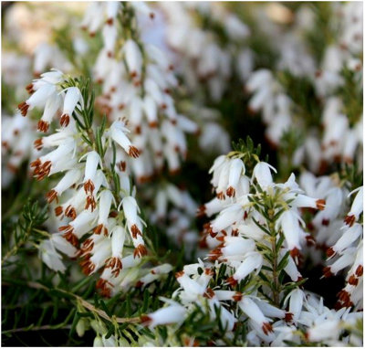 Heather Erica Carnea 'Springwood White' Evergreen Garden Shrub (9cm Pot)