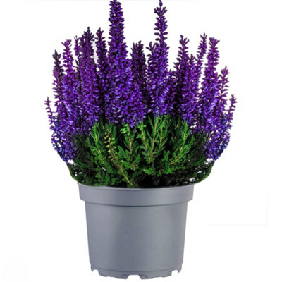 Heather Painted Purple - Purple Colour, Spray Painted Evergreen Shrub ...