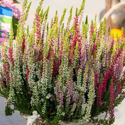 Heather Tricolour in 12cm Pot - Three Calluna Erica Evergreen Plants in One Pot