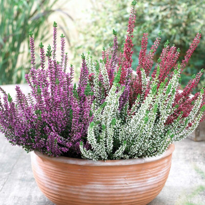 Heather Tricolour in 12cm Pot - Three Calluna Erica Evergreen Plants in One Pot - 3