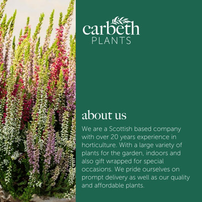 Heather Tricolour in 12cm Pot - Three Calluna Erica Evergreen Plants in One Pot - 8