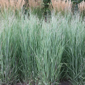 Heavy Metal Switch Grass Panicum Virgatum Outdoor Ornamental Plant 2L Pot