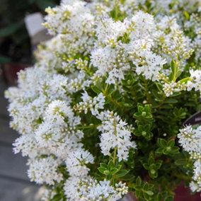 Hebe Buxifolia Garden Plant - White Flowers, Compact Size, Evergreen Foliage (20-30cm Height Including Pot)