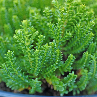 Hebe Emerald Green 9cm Potted Plant x 3