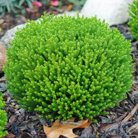 Hebe Emerald Green Garden Plant - Dense Evergreen Foliage, Compact Size, Hardy (15-25cm Height Including Pot)