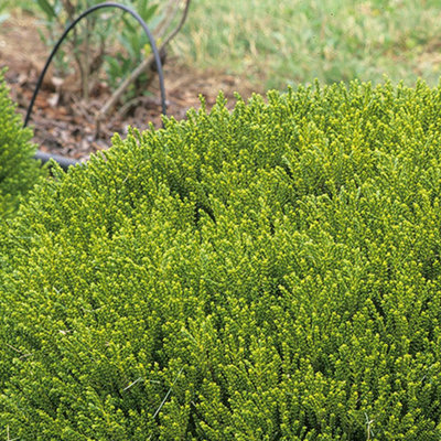 Hebe Emerald Green Garden Plant - Dense Evergreen Foliage, Compact Size, Hardy (15-25cm Height Including Pot)
