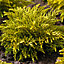 Hebe James Stirling Garden Plant - Compact Size, Striking Yellow-Gold Foliage and White Blooms (15-30cm Height Including Pot)