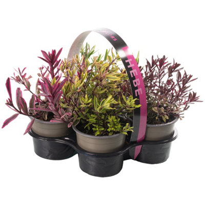 Hebe Magic Colours Collection: Vibrant Hebe Varieties, Quartet Pack (9cm)